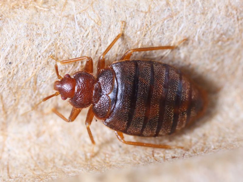 Extermination Of Bed Bugs