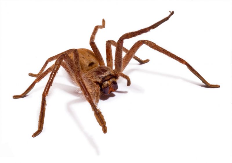 Hobo Spider Extermination in Rockwall, TX