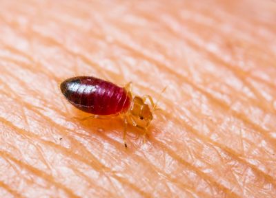 Bedbugs Have Psychological and Emotional Impacts!