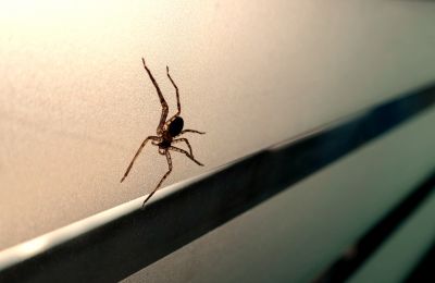 Cross Spider Extermination in Frisco, TX